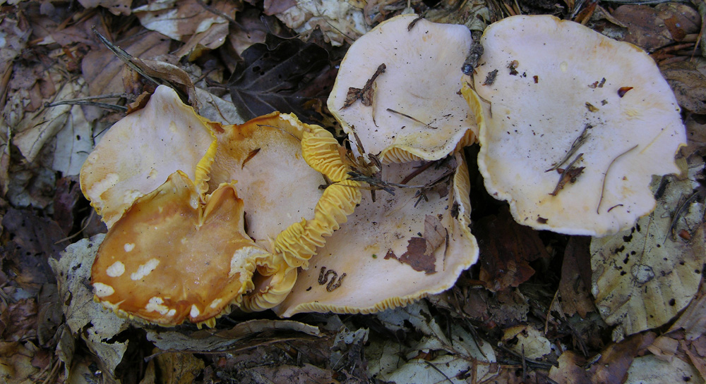 Cantharellus cibarius var.bicolor,una bufala?